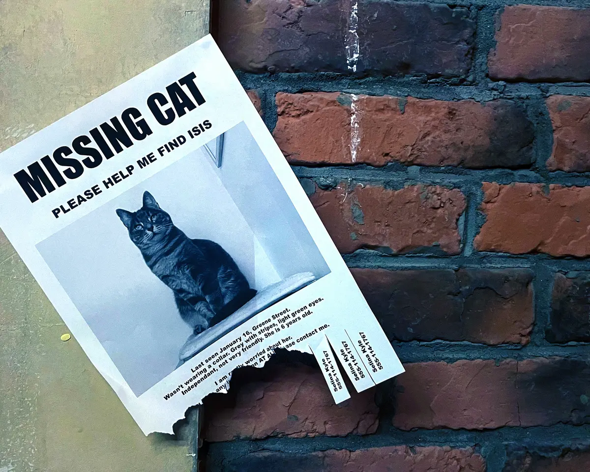Fictional Missing Cat flyer pinned to a brick wall